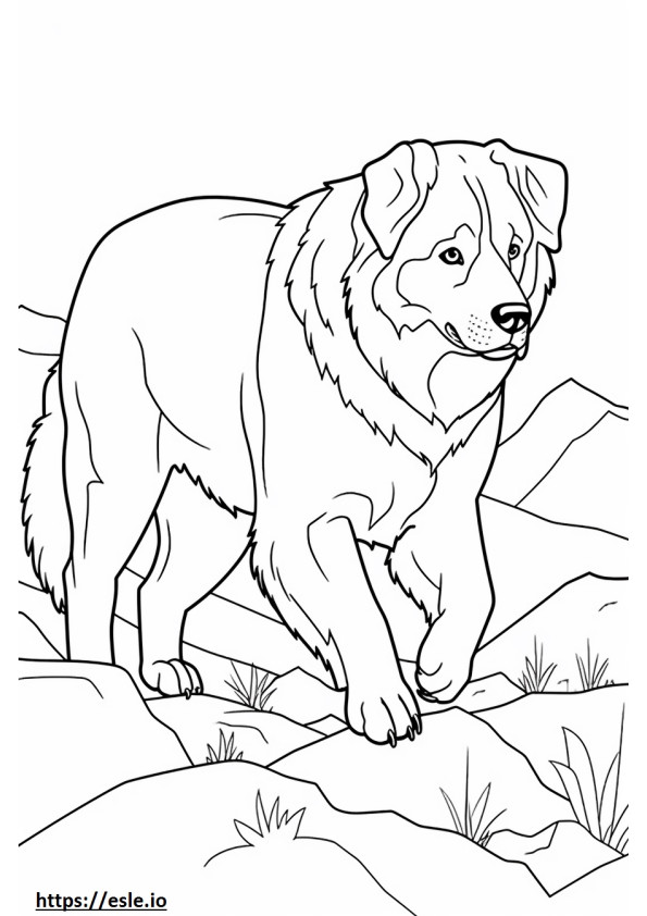 Bernese Shepherd Playing coloring page