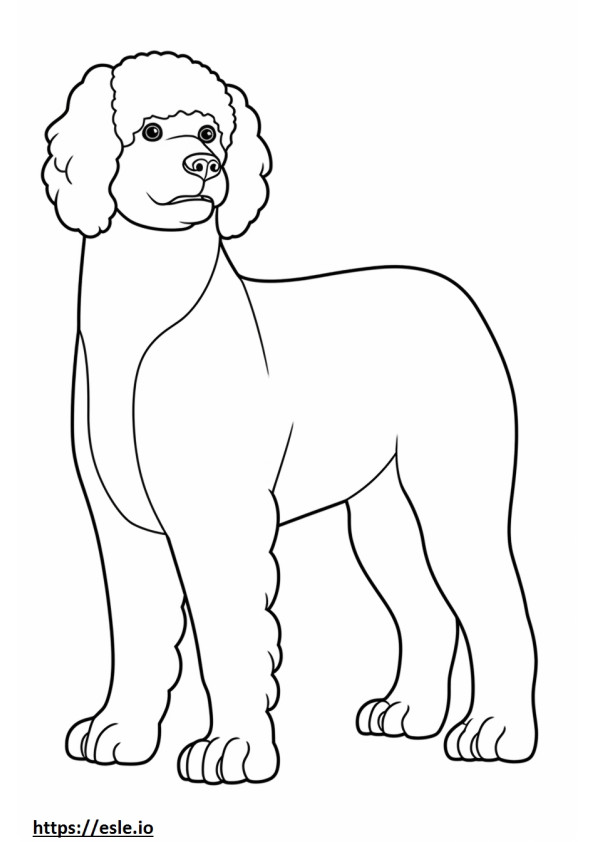 Bichon Frise full body coloring page