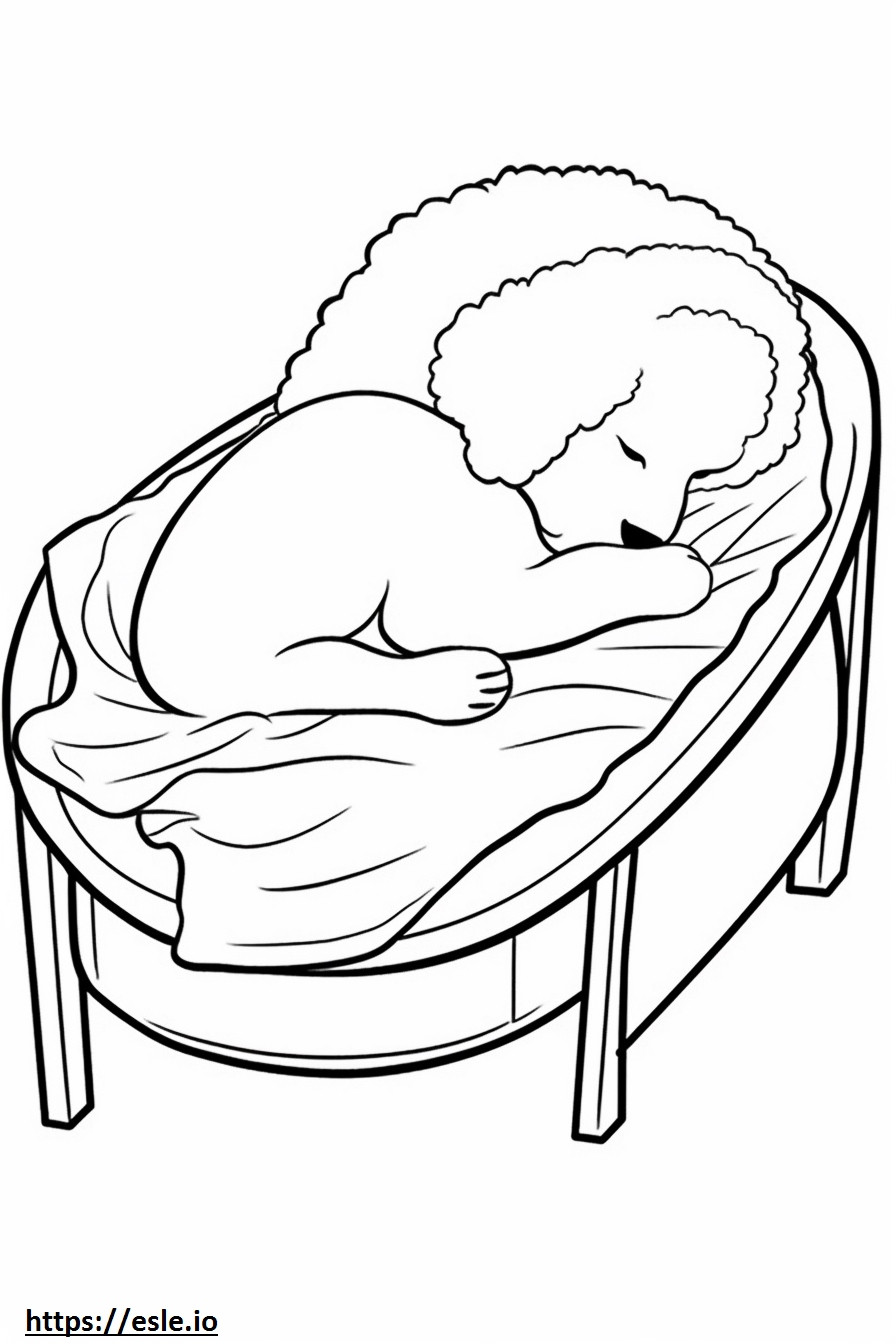 Bichon Frisé dormindo para colorir