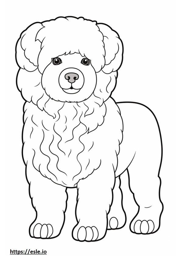 Bichpoo full body coloring page
