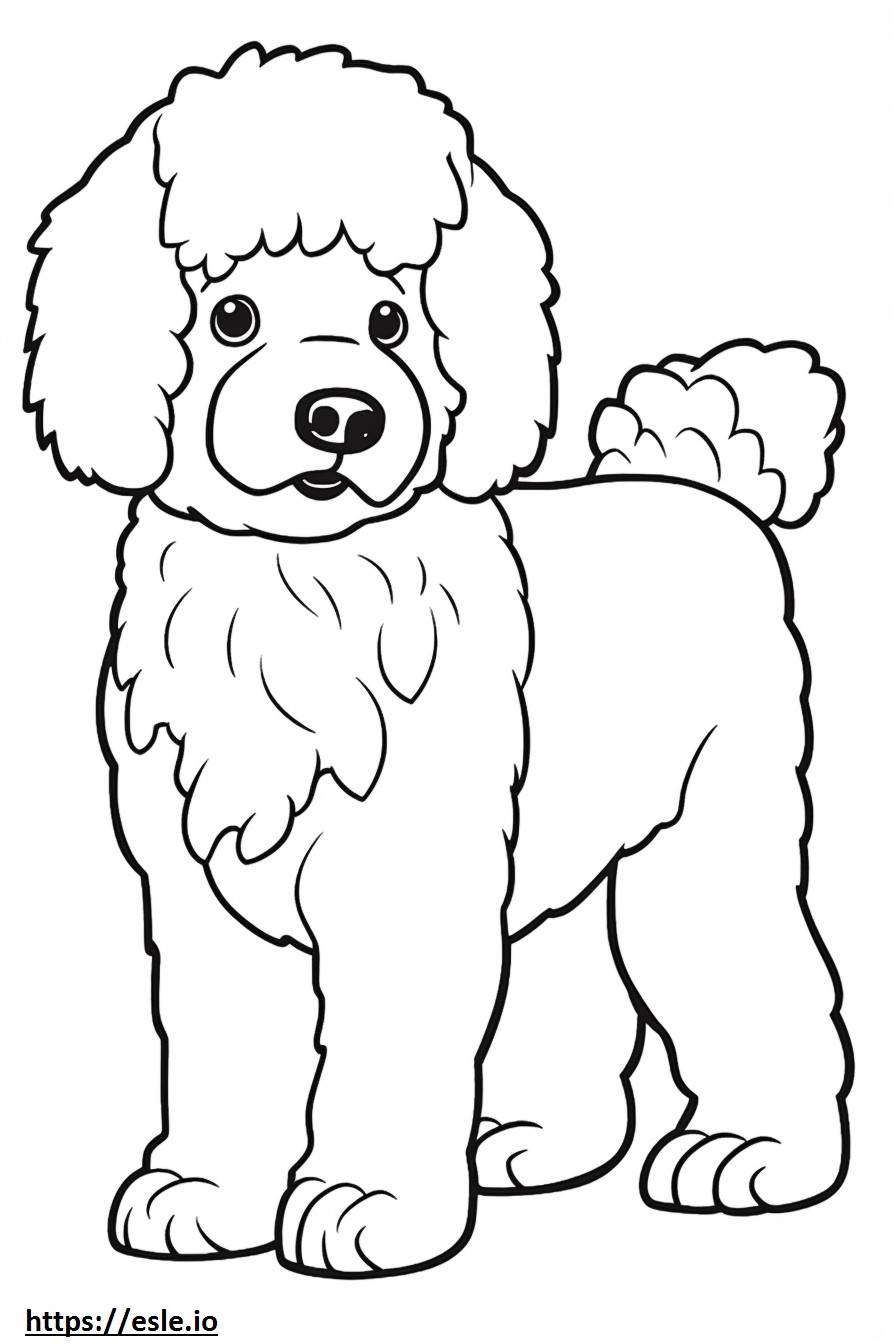 Bichpoo cute coloring page