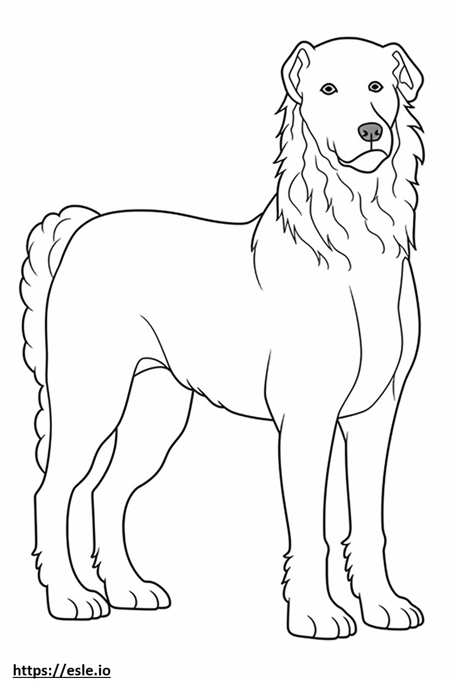 Corpo inteiro do Biewer Terrier para colorir
