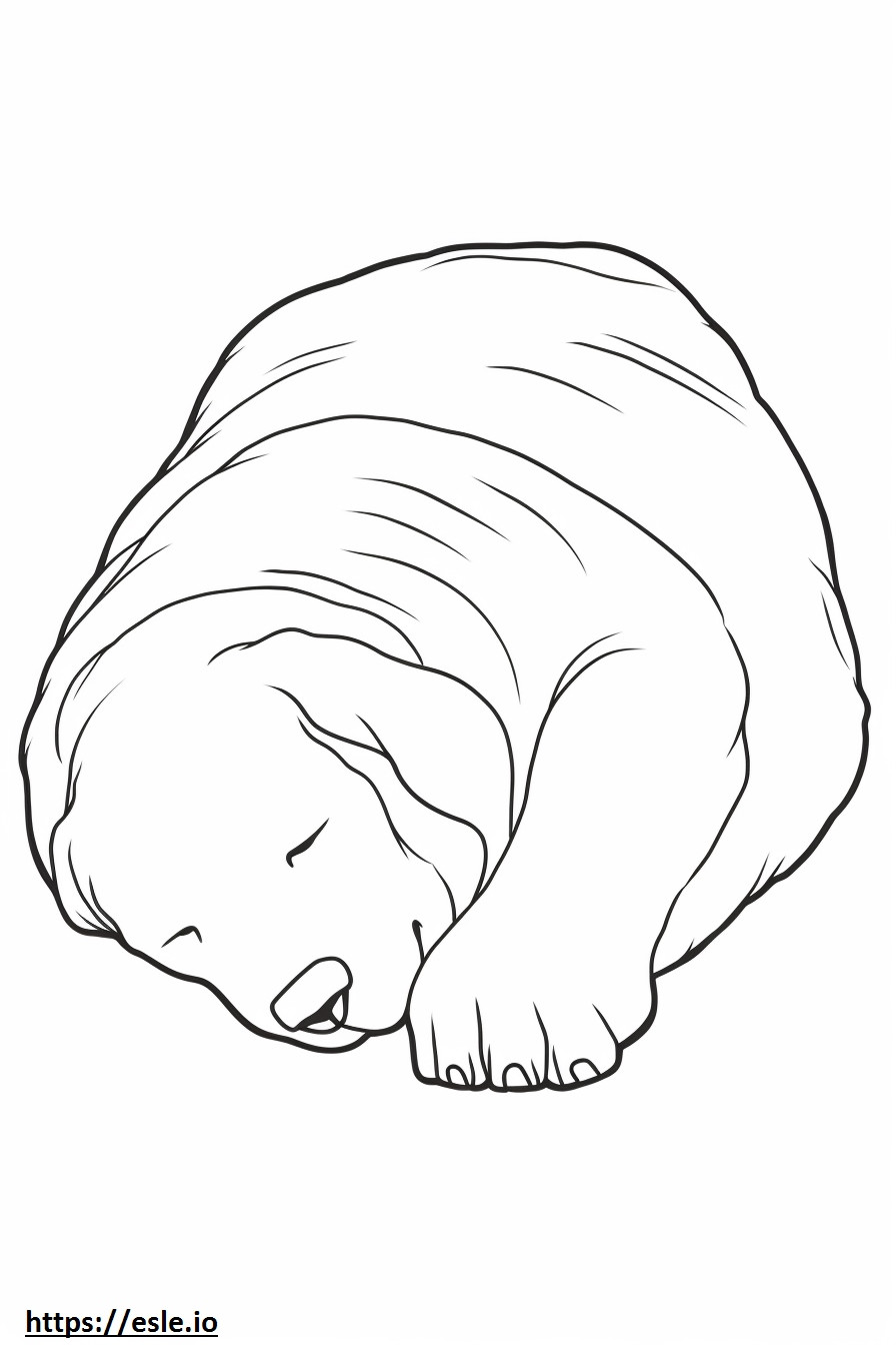 Biewer Terrier dormindo para colorir