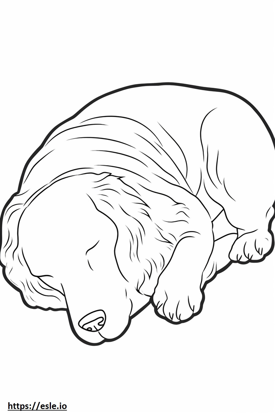 Biewer Terrier durmiendo para colorear e imprimir