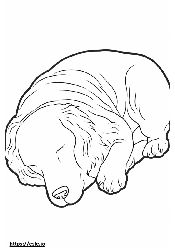 Biewer Terrier Sleeping coloring page