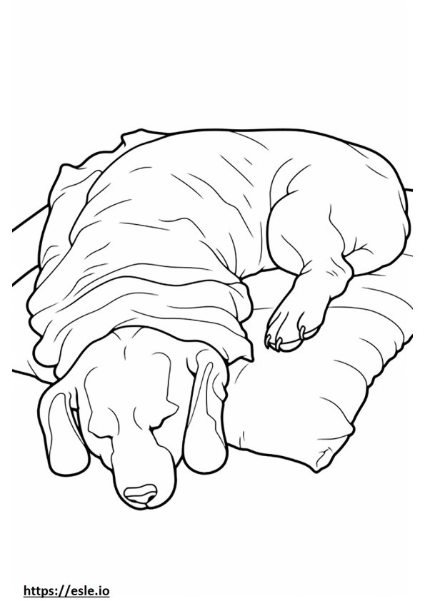 Biewer Terrier dormindo para colorir