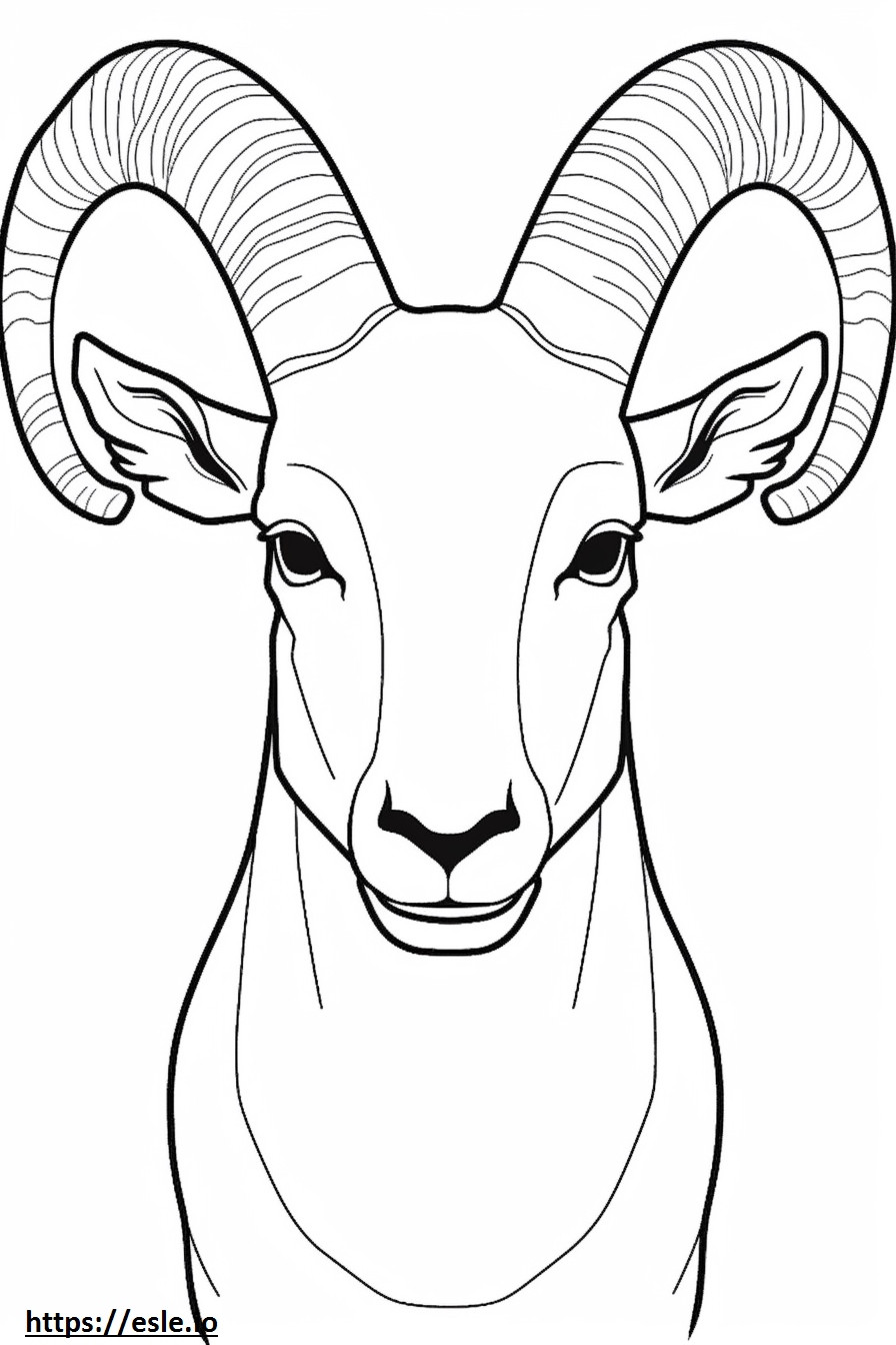 Bighorn Sheep arc szinező