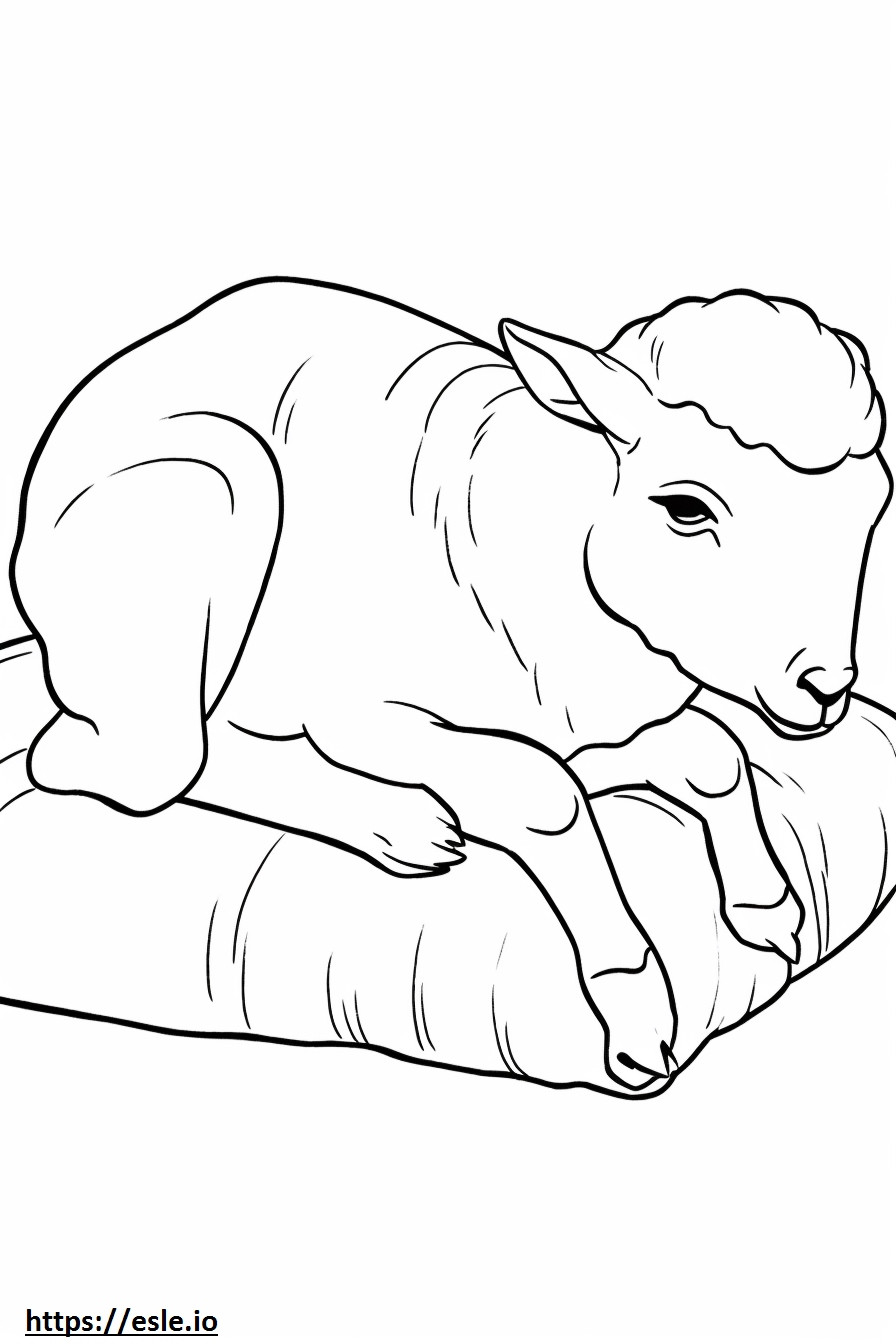 Śpiąca owca gruboroga kolorowanka