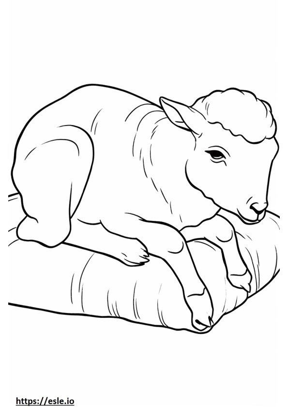 Śpiąca owca gruboroga kolorowanka