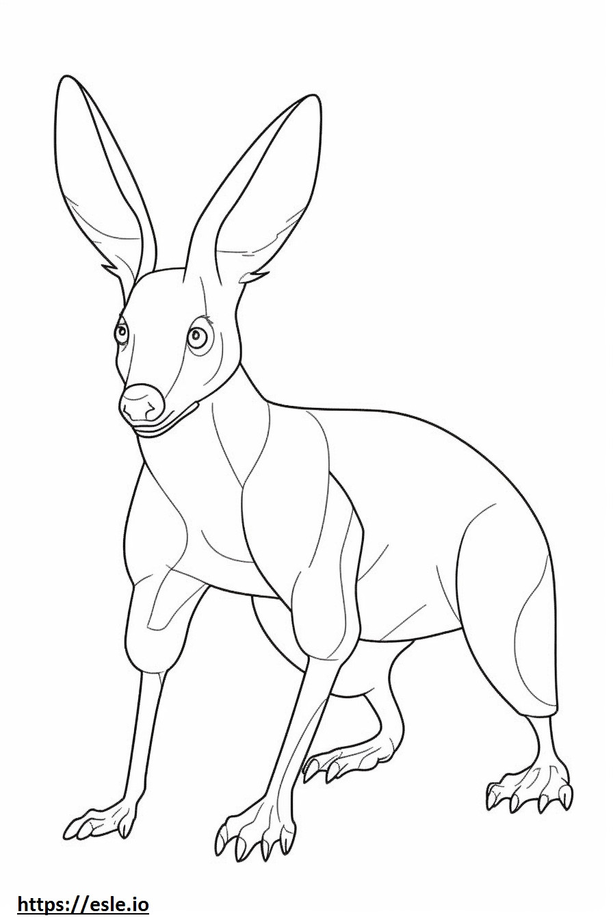Bilby cute coloring page