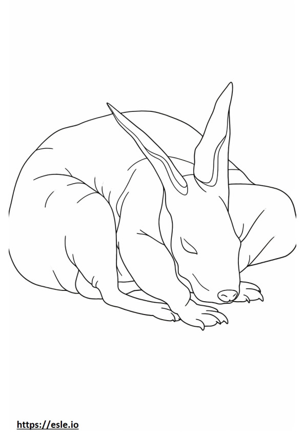 Bilby Sleeping coloring page
