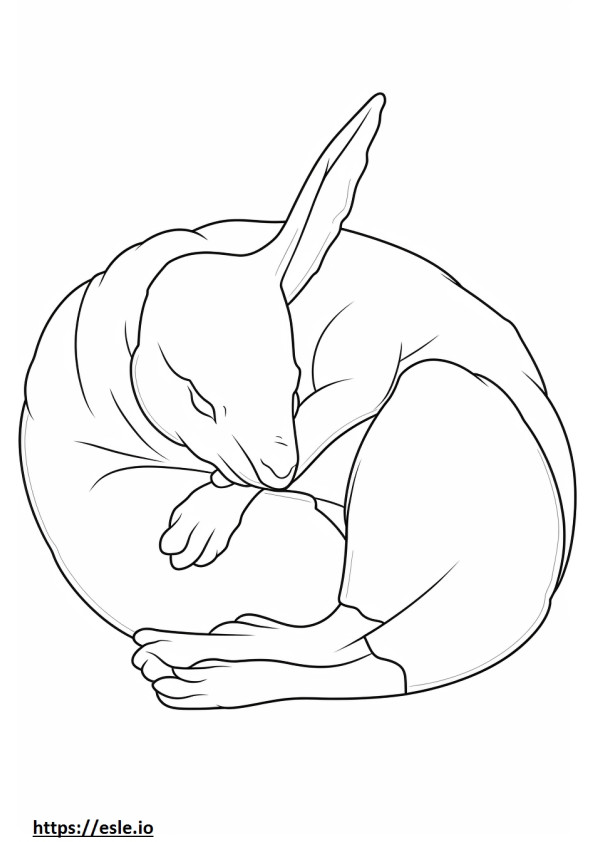 Bilby Sleeping coloring page