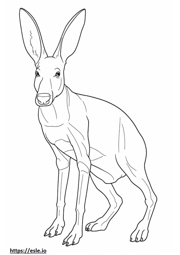 Bilby Friendly coloring page