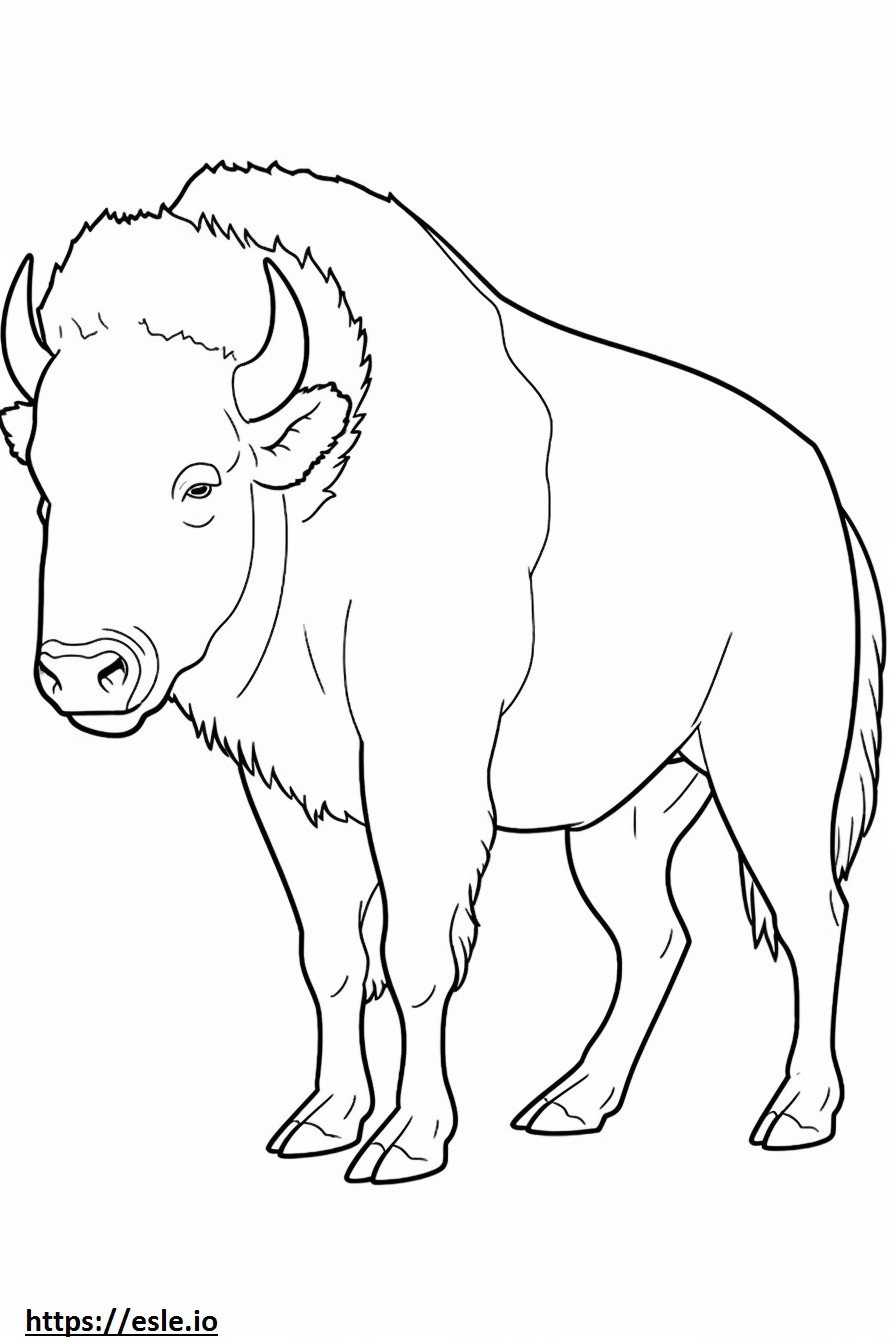 Seluruh tubuh bison gambar mewarnai