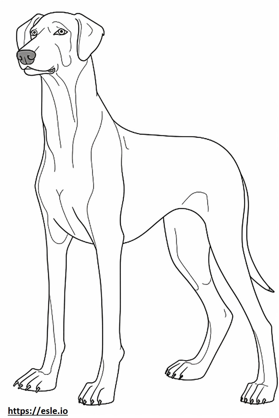 Black And Tan Coonhound kokovartalo värityskuva