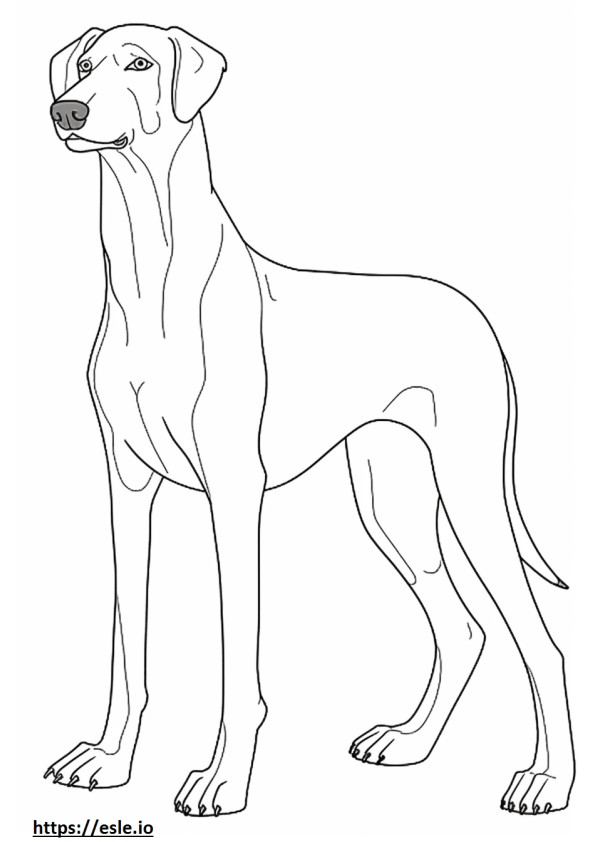 Coonhound nero e marrone chiaro a corpo pieno da colorare