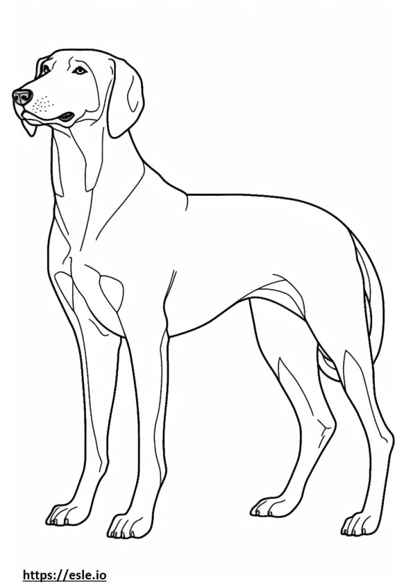 Corpo inteiro do Coonhound preto e castanho para colorir