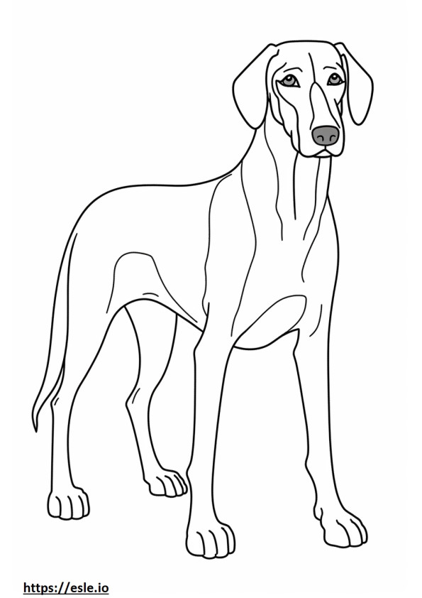 Coonhound negru și bronzat de colorat