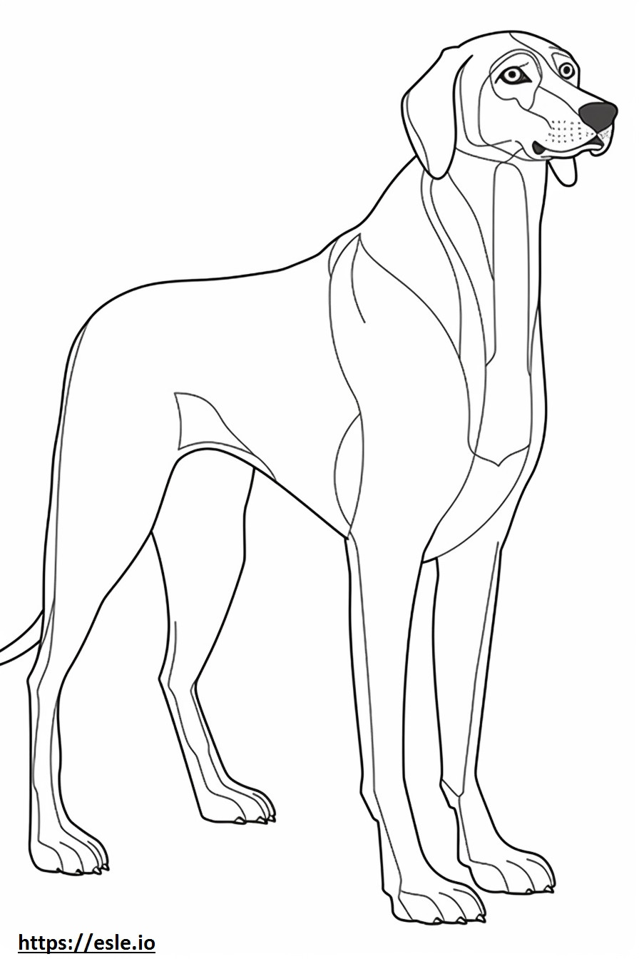 Coonhound czarno-podpalany na całe ciało kolorowanka