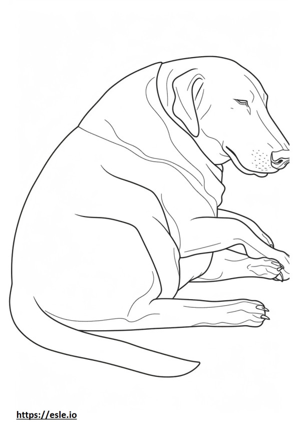 Coonhound negro y fuego durmiendo para colorear e imprimir