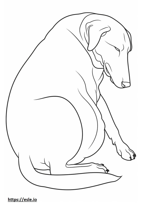 Coonhound preto e castanho dormindo para colorir
