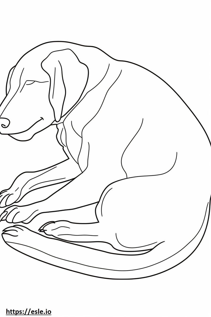 Coonhound negro y fuego durmiendo para colorear e imprimir