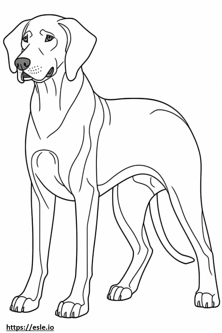 Coonhound preto e castanho brincando para colorir