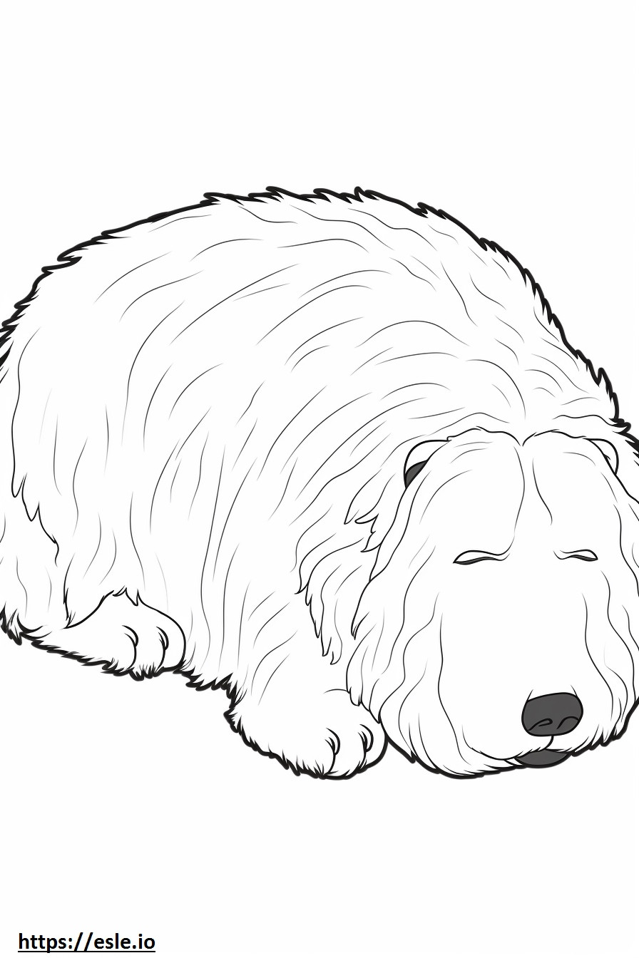 Terrier Russo Preto Dormindo para colorir