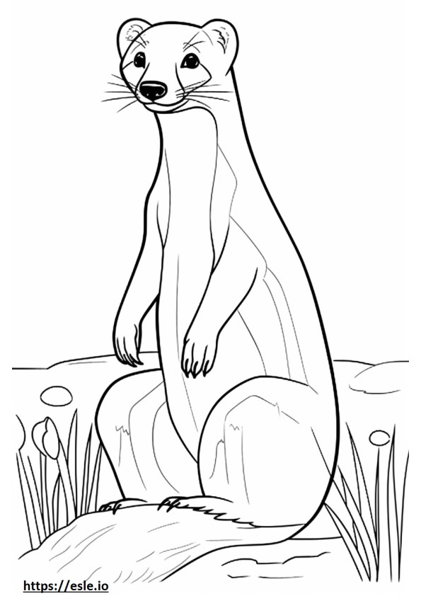 Black-Footed Ferret Friendly coloring page