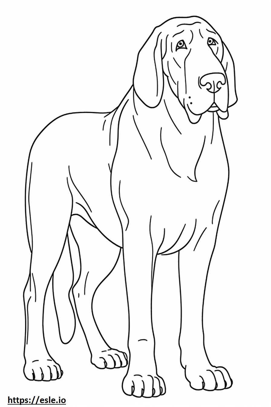 Coloriage Corps entier de Bloodhound à imprimer