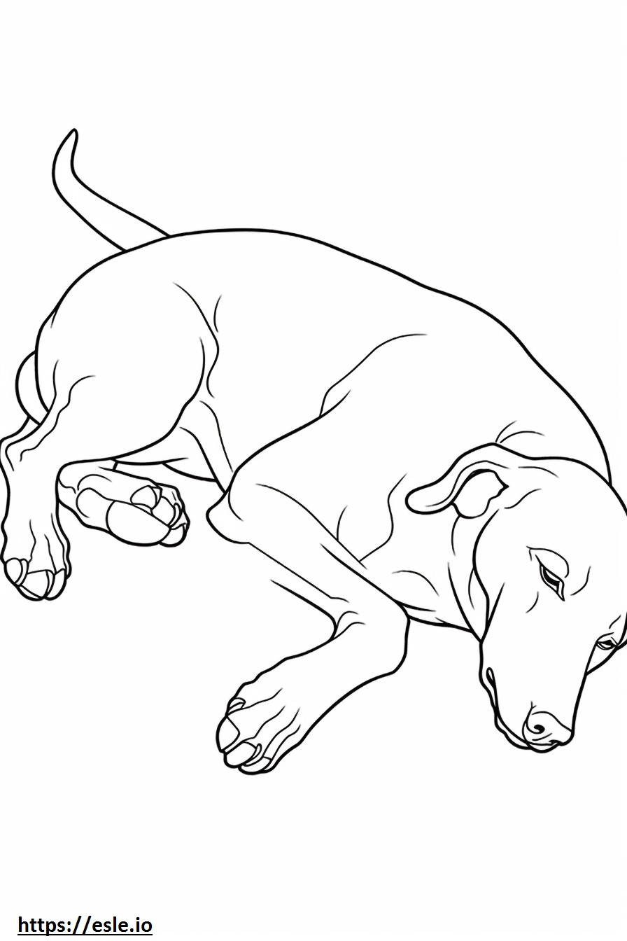 Blue Lacy Dog Sleeping coloring page