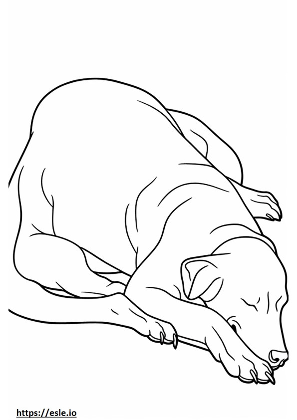 Sininen pitsinen koira nukkuu värityskuva
