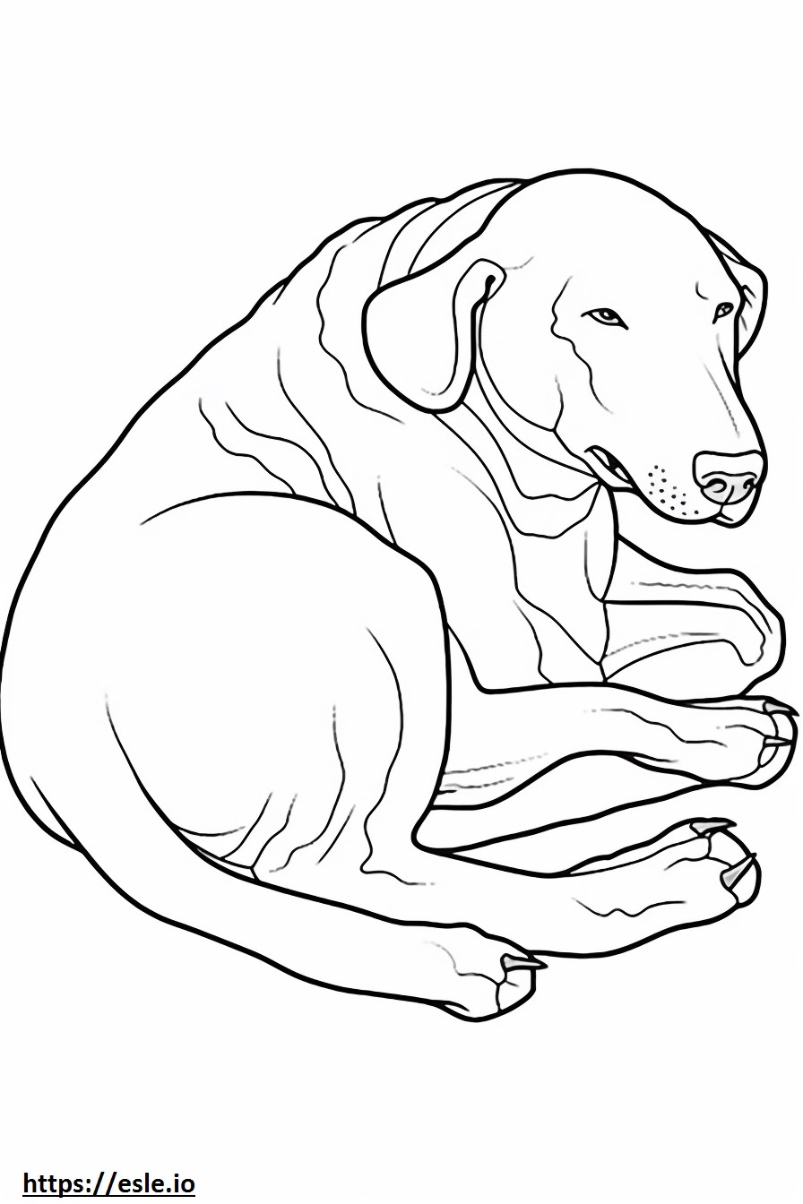 Blue Lacy Dog Sleeping coloring page
