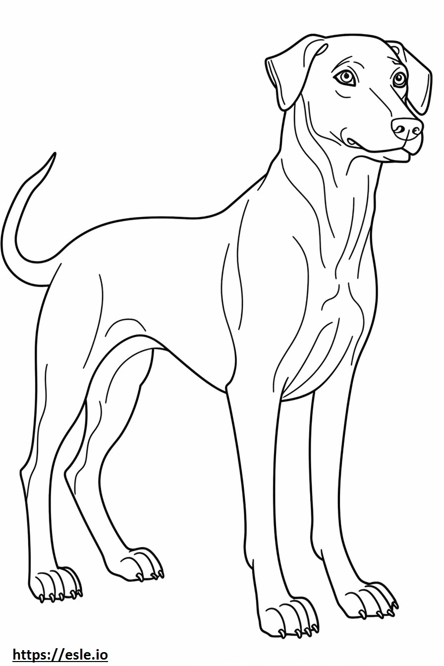 Niebieski koronkowy przyjazny psom kolorowanka