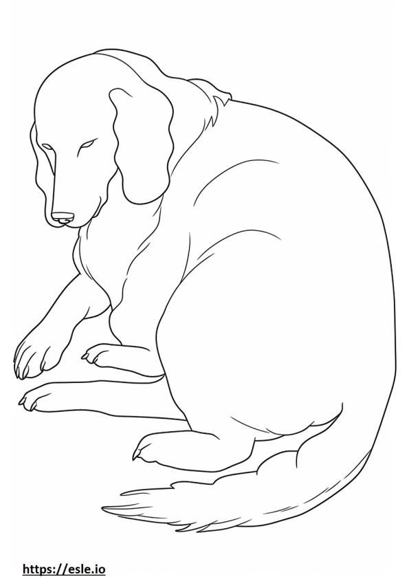 Blue Picardy Spaniel Sleeping coloring page