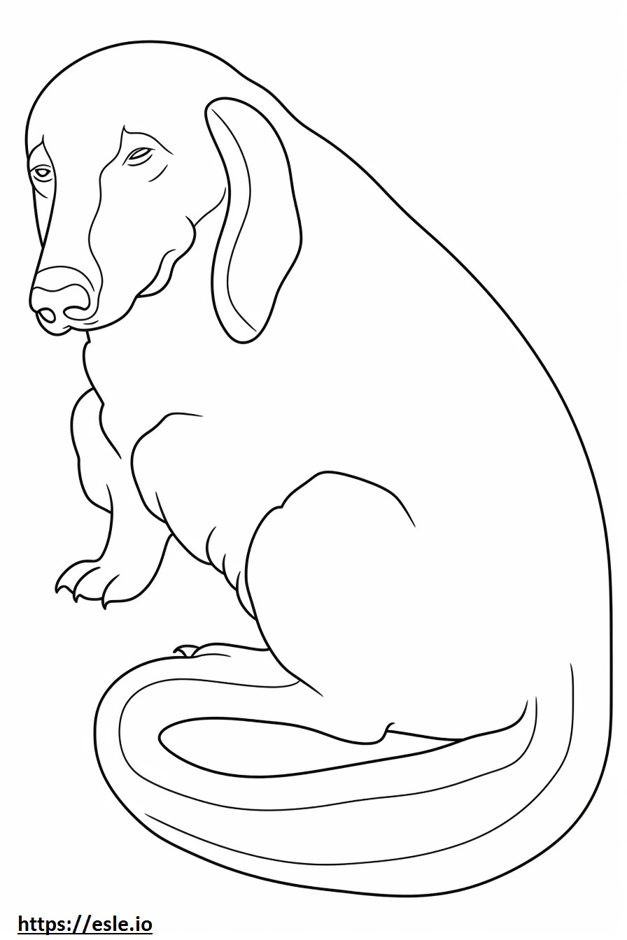 Blue Picardy Spaniel Sleeping coloring page