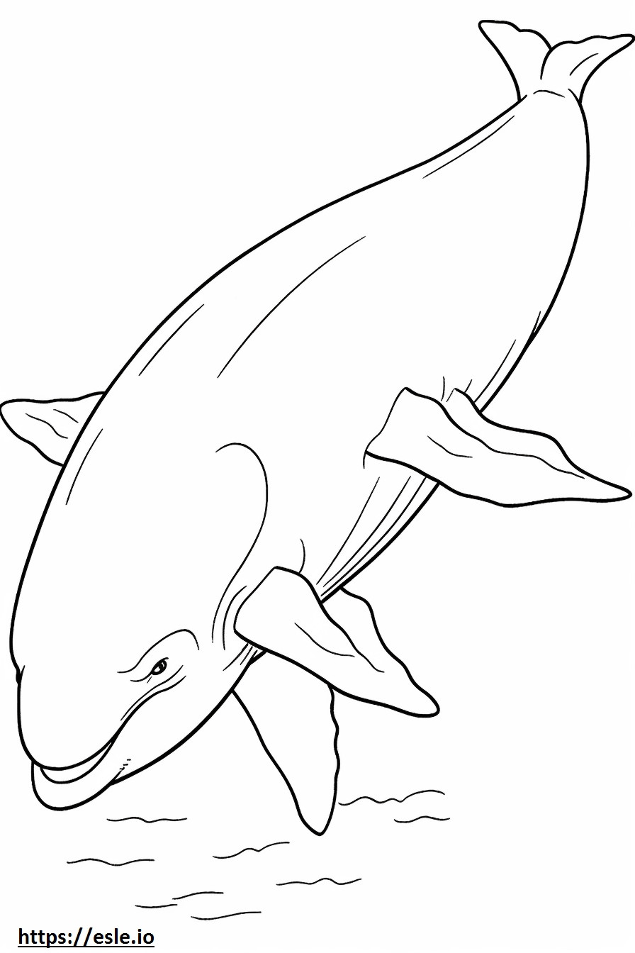 Baleia Azul de corpo inteiro para colorir