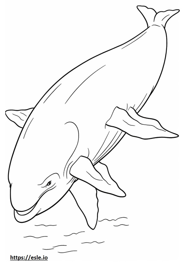 Balena blu a corpo intero da colorare