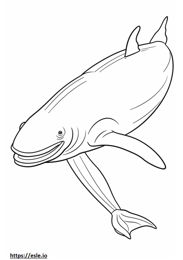 Baleia Azul de corpo inteiro para colorir