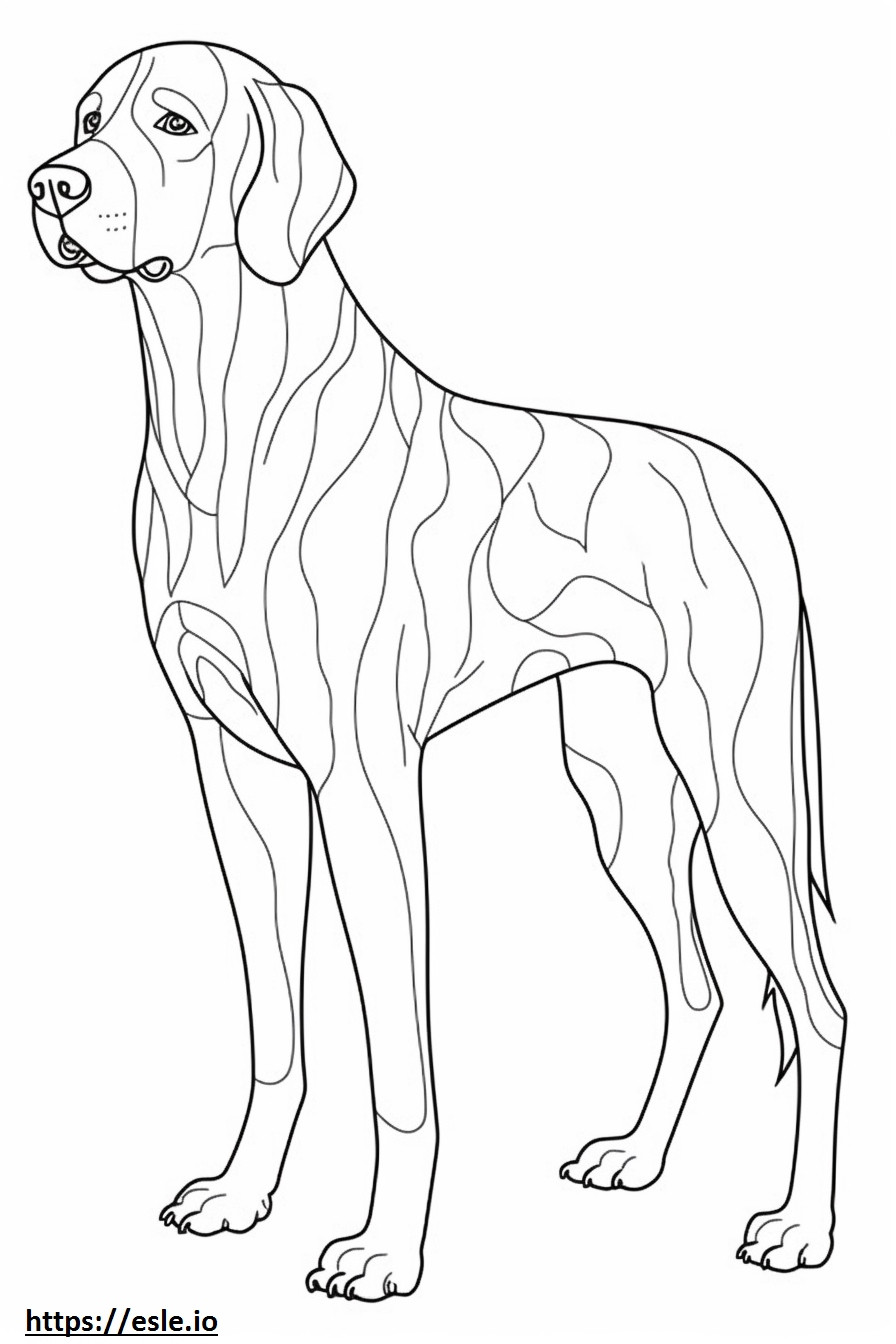 Bluetick Coonhound koko vartalo värityskuva