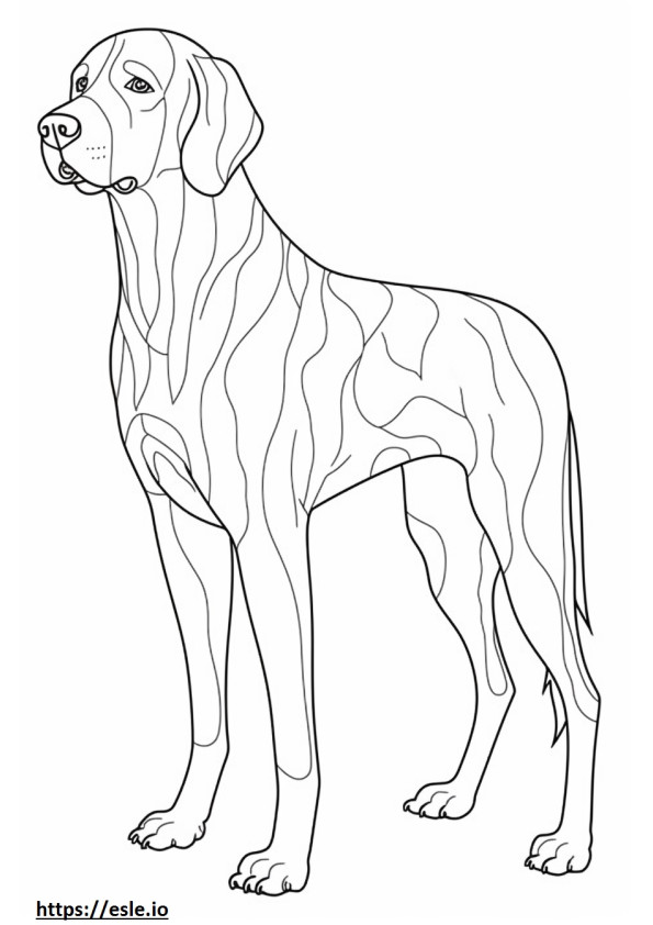 Bluetick Coonhound volledig lichaam kleurplaat