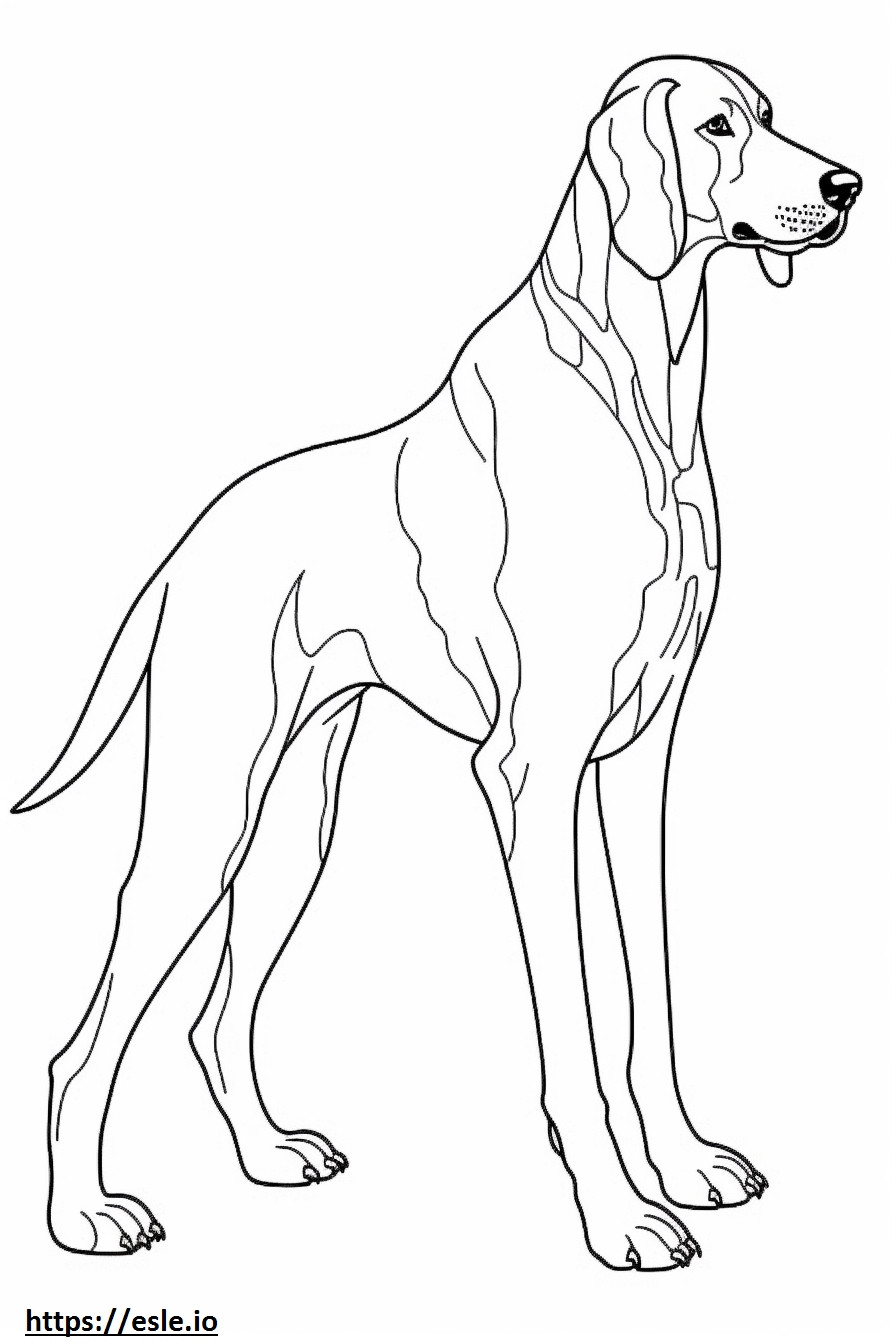 Bluetick Coonhound tot corpul de colorat