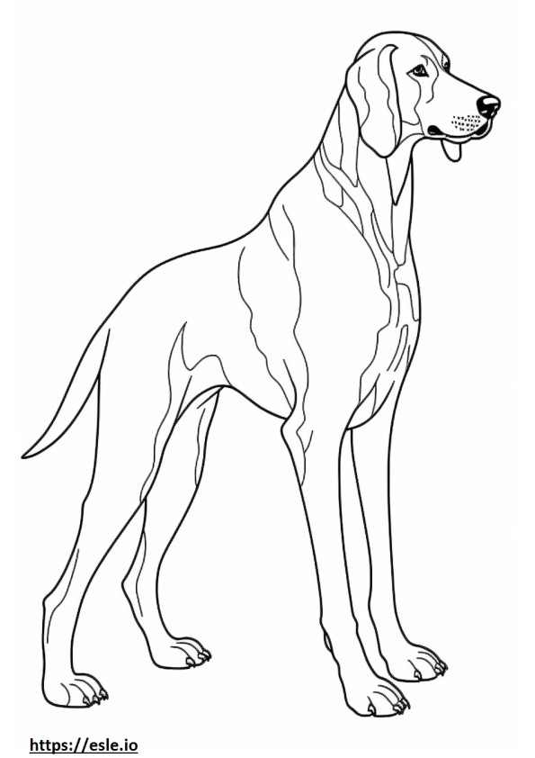 Bluetick Coonhound volledig lichaam kleurplaat