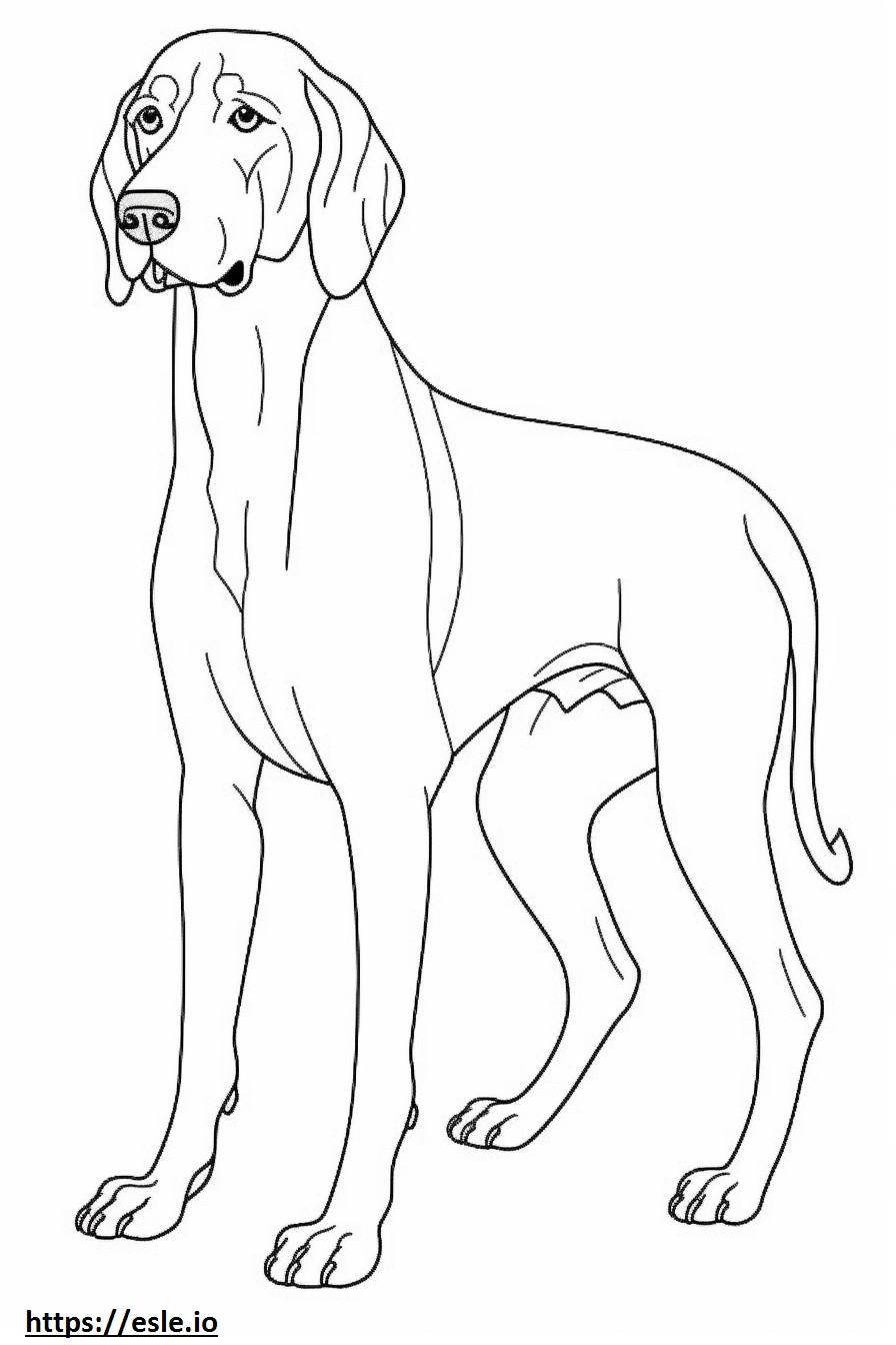 Teljes testű Bluetick Coonhound szinező