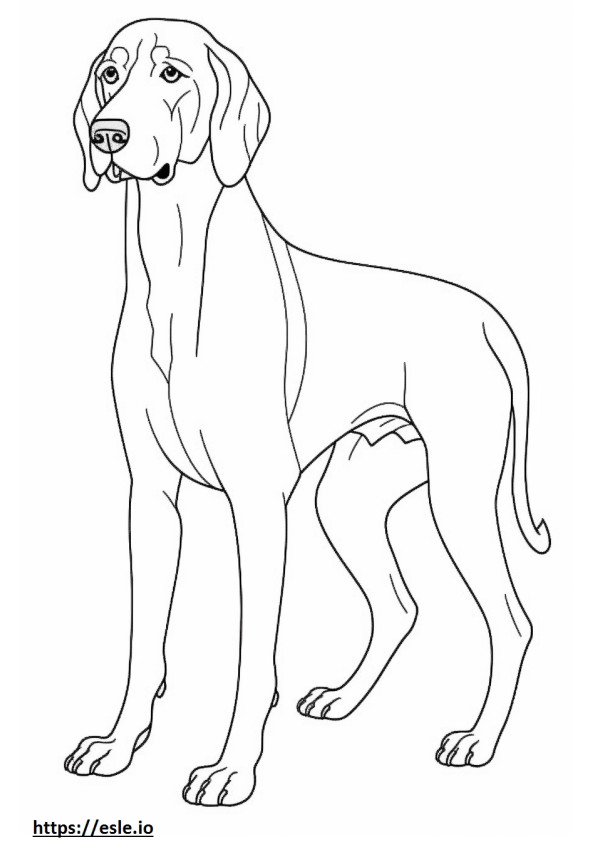 Bluetick Coonhound koko vartalo värityskuva