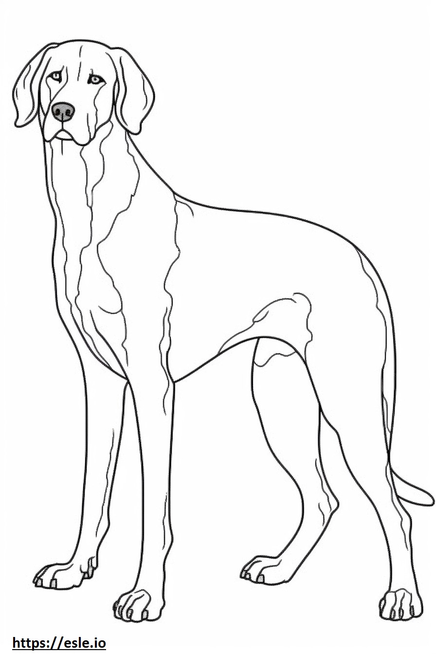 Bluetick Coonhound de corpo inteiro para colorir