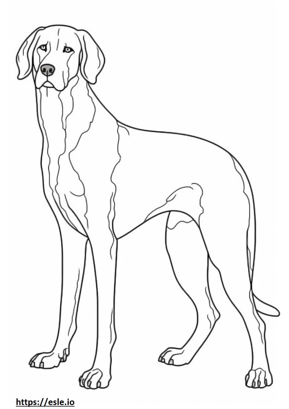 Bluetick Coonhound cuerpo completo para colorear e imprimir