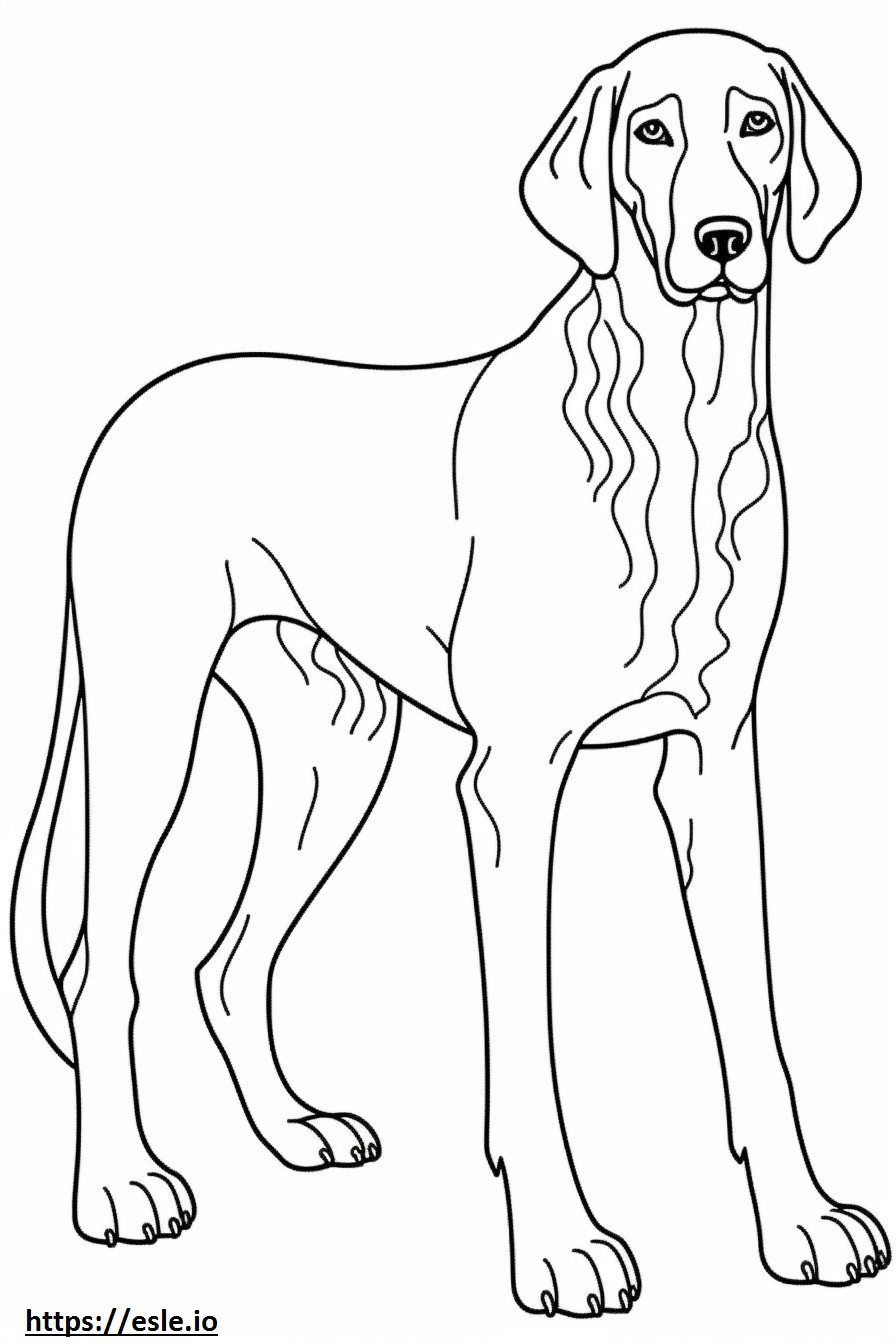 Coloriage Bébé Bluetick Coonhound à imprimer