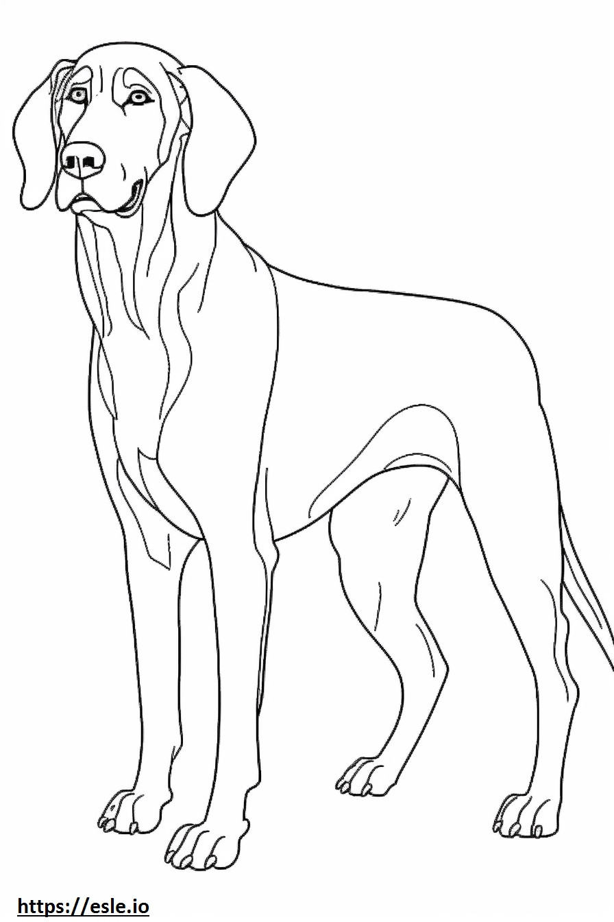 Coonhound lindo para colorear e imprimir