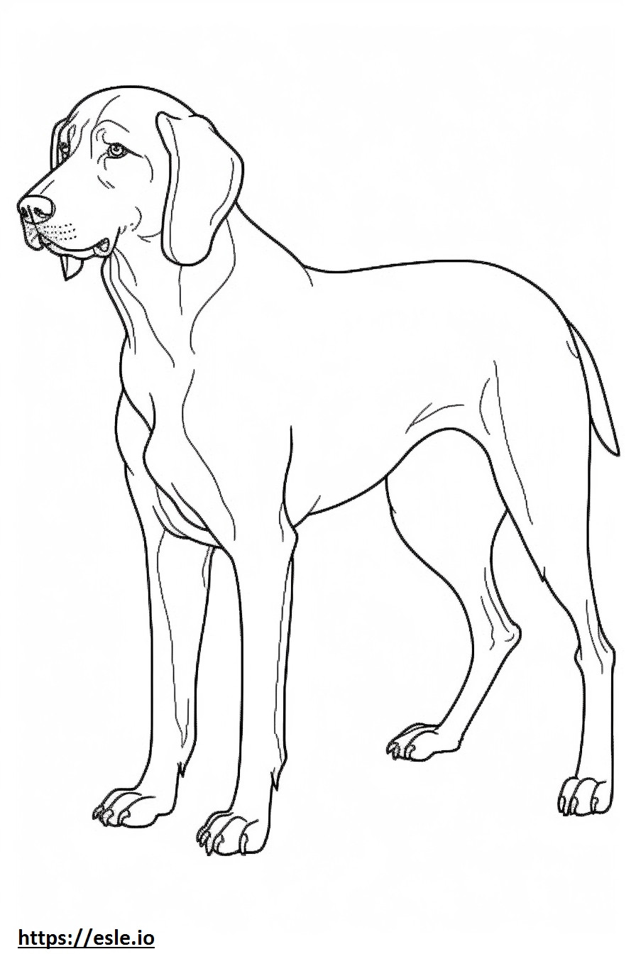 Bluetick Coonhound schattig kleurplaat kleurplaat